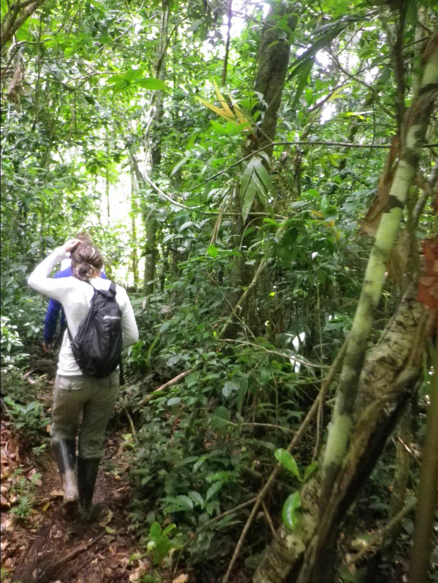 Amazon - Peru13